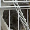 可愛いチンチラ サムネイル3
