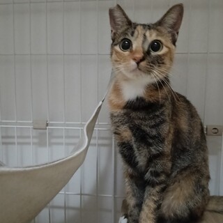 他猫にとても優しい　サビ寄り三毛　ツネミちゃん