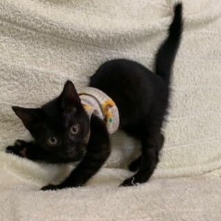 クリクリお目目の人懐こい黒猫ヴァレン君