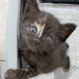 子猫の里親さん募集中です！