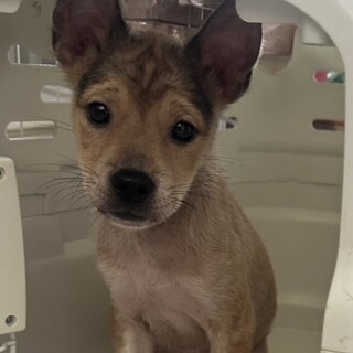 生後約3ヶ月 つぶらな瞳の男の子(ゆたか君)