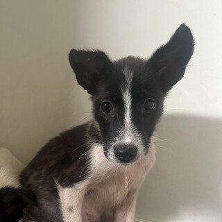 生後約3.4ヶ月 お耳の大きい女の子(ルナちゃん)