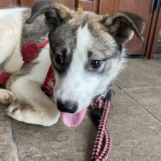 保健所からレスキュー！おっとりしているアスト君