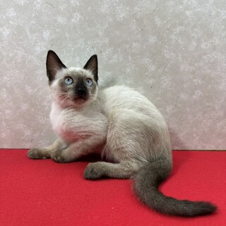 シャムMIX3か月初参加！留守番出来ます❤凜華