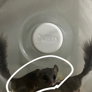 ヤマネちゃん里親募集