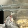ヤマネちゃん里親募集 サムネイル3