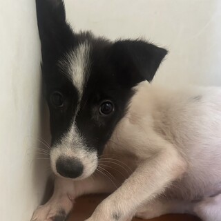 生後約3.4ヶ月 頭の毛がかわいい男の子(ソル君)