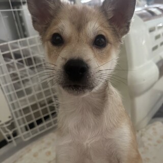 生後約3ヶ月 人が大好きな男の子(カンタくん)