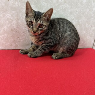 キジは一杯いるけれど性格と器量で勝負❤オリーブ