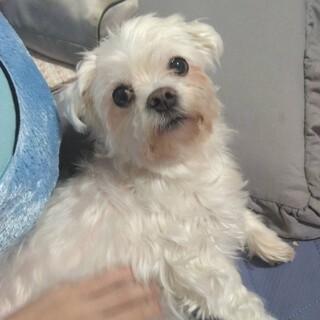 甘えん坊のマルチーズの女の子です