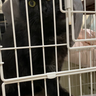 《応募停止》【オニキス】人たらしな甘えん坊