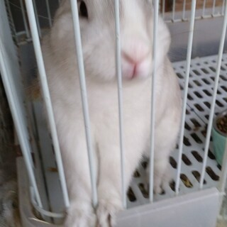 譲渡済★〆切★ご応募有難うございました（インコ含　