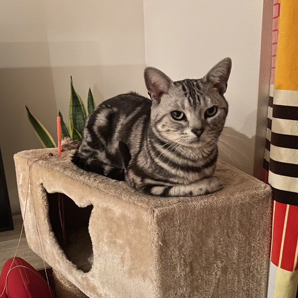 ミミのカバー写真