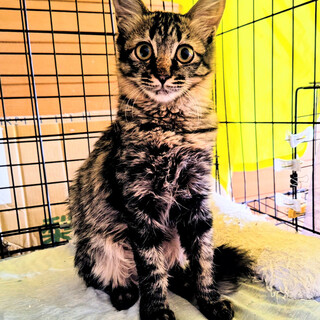 【ちょっとフサフサ】かわいいキジトラ仔猫です