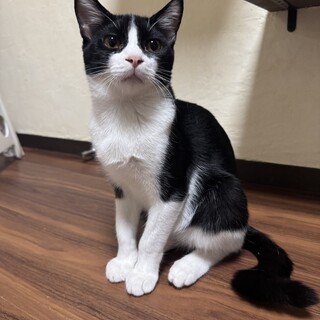 白黒ハチワレ　ガープ君　男の子　推定6ヶ月