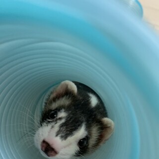 フェレットの男の子里親さん募集中