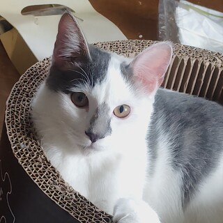 とと君里親さん募集一時停止