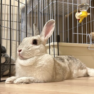 ネザーランドドワーフ 女の子