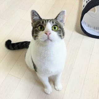 おしゃべりで甘え上手のキジ白♀2歳