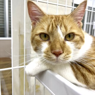 抱っこが大好きべったりな茶太郎