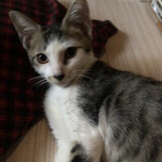 人懐っこい青ちゃん