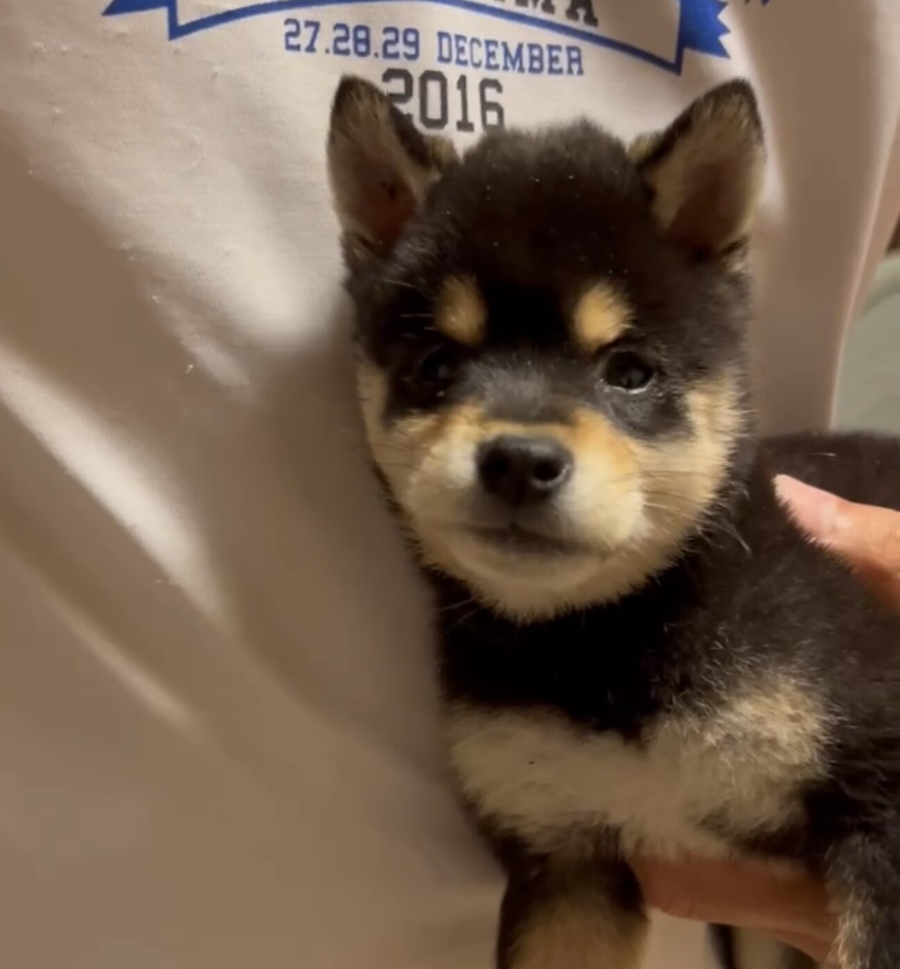 柴犬子犬　ご専用 1909903.jpeg