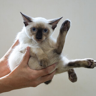 シャム風のもっくん