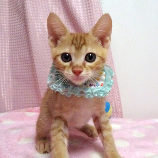 乳飲み子から育てた♪甘えた茶トラ★チロくん２カ月