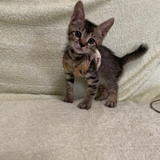 人懐こい可愛い赤ちゃんキジトラ ガヴ君