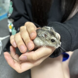 ジャンガリアンの女の子！