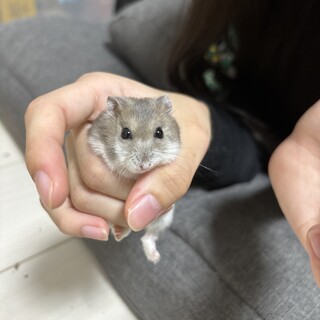 ブルーサファイアのおんなのこ！