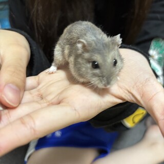 ブルーサファイアの女の子！