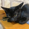 知人に譲渡致しました。募集終了　黒猫女の子