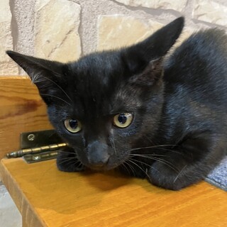 知人に譲渡致しました。募集終了　黒猫女の子