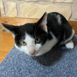 募集終了白黒ハチワレ女の子