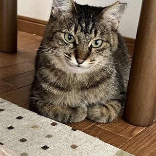 穏やかな女の子