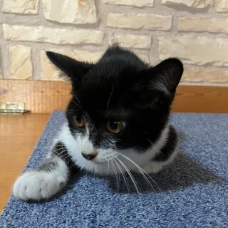 募集終了　白黒黒多めの女の子