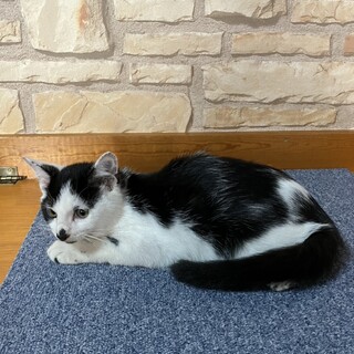 募集終了白黒ブチハチワレ男の子