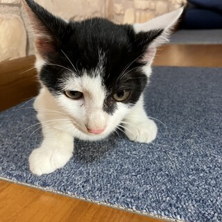 知人に譲渡 募集終了 穏やかな性格の男の子です