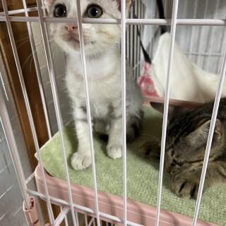 綺麗なグレーキジくん