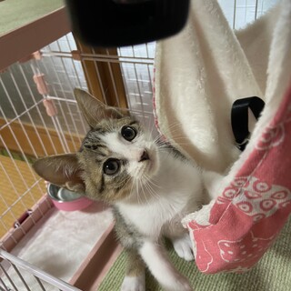 可愛いキジシロくん