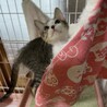 可愛いキジシロくん サムネイル3