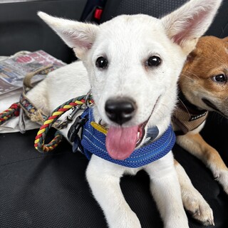 物おじせず、活発で利発なナッツ姫