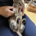 甘えん坊のキジトラくん