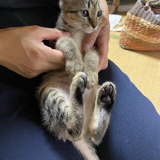 甘えん坊のキジトラくん