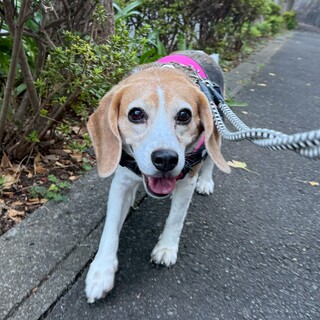 甘えん坊ビーグルのチョビ