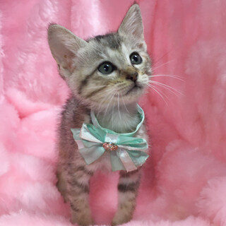 淡いパステルカラー『シナモンちゃん』１ヶ月半