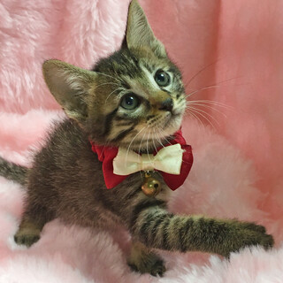 わんぱく甘えん坊！ぬいぐるみ顔『コロ君』１ヶ月半