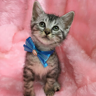 鳴いてお返事❤綺麗なグレー『ミュウちゃん』１ヶ月半