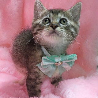 おしゃれなアッシュブラウン『サロンちゃん』１ヶ月半